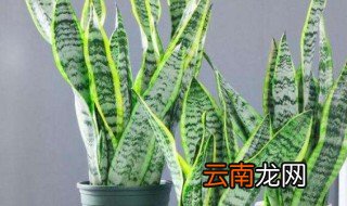 虎皮兰怎么养长的快 虎皮兰长得快技巧