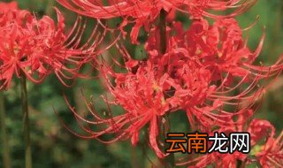 彼岸花家里可以栽吗，为什么家里不能栽彼岸花