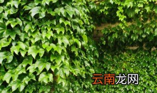爬山虎需要施肥吗 爬山虎需不需要施肥