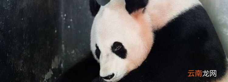 大熊猫尾巴是什么颜色的，熊猫的尾巴是黑色还是白色的?
