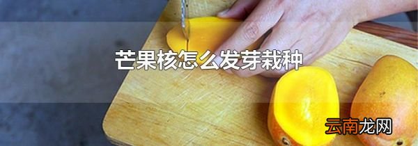 芒果核怎么发芽栽种