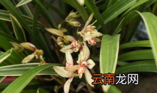 兰花施复合肥效果好吗 兰花施复合肥效果好不好