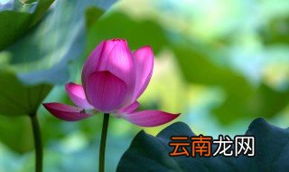 荷花如何养殖开花多 养殖荷花开花多的方法