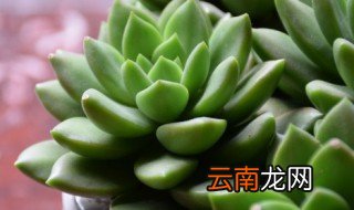 冰灯玉露如何浇水 冰灯玉露如何浇水