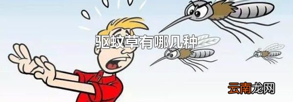 驱蚊草有哪几种