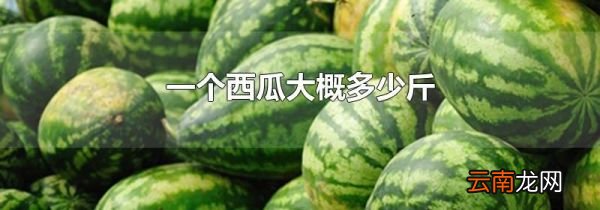 一个西瓜大概多少斤