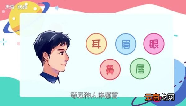 五官是指哪五官 五官是指哪五个部位