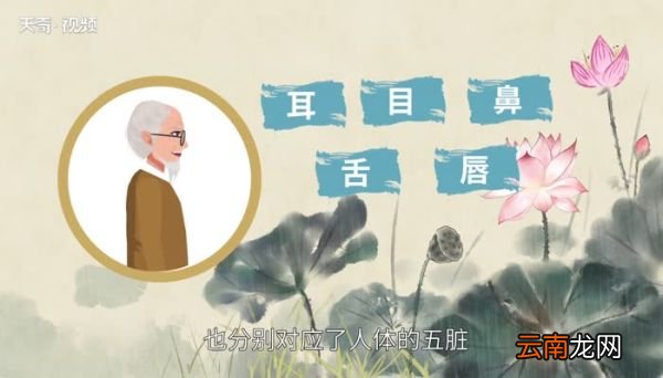 五官是指哪五官 五官是指哪五个部位
