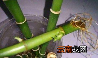 富贵竹买回来要剪根吗 富贵竹买回来要不要剪根