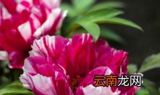 牡丹吊兰如何施肥 牡丹吊兰如何施肥