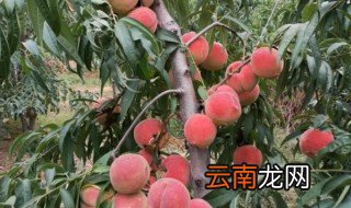 家里面能种桃树吗 家里可以栽桃树吗