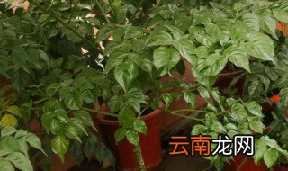 幸福树放在客厅好吗 幸福树放在客厅好不好
