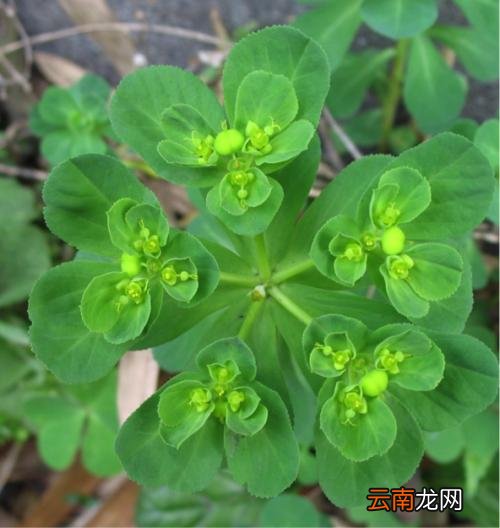 泽漆的一些治病疗方