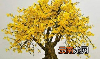 迎春花可以种在家里吗 家里可以栽迎春花吗