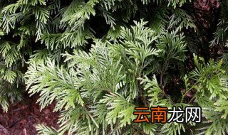家里面可以栽扁柏吗 家里可以种扁柏吗
