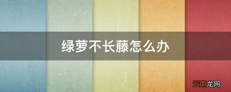 绿萝不长藤怎么办