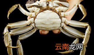 养殖的螃蟹要煮多久才可以吃，螃蟹煮多久可以吃多久可以吃