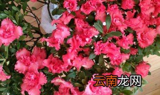 如何给新买的杜鹃换盆 怎样给新买的杜鹃换盆