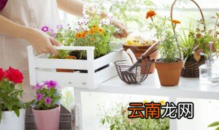 什么花可以招财进宝 招财元宝花能在家里栽吗