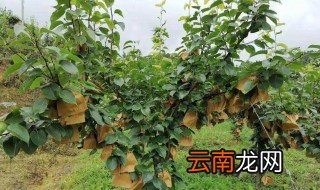 家里能养梨树吗 鸭梨树可以栽家里吗