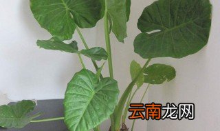 滴水观音和海芋的区别 滴水观音和海芋不同点