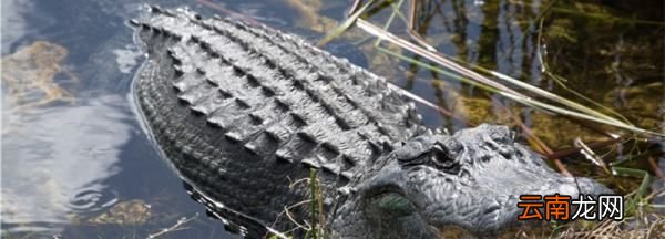 鳄鱼怕水獭