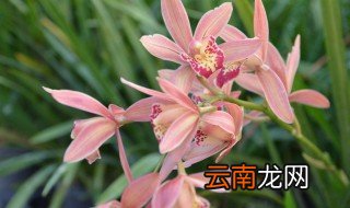 兰花如何养殖促发新芽 兰花长新芽的快速方法
