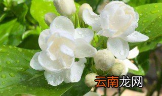 茉莉花的养护技巧与繁殖方法 如何养护茉莉花怎么繁殖呢