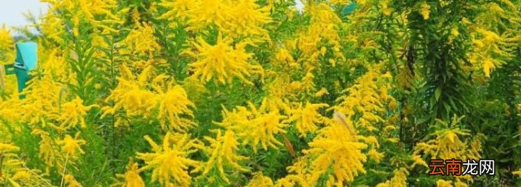 加拿大一支花是什么，加拿大一枝黄花什么意思?