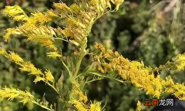 加拿大一支花是什么，加拿大一枝黄花什么意思?