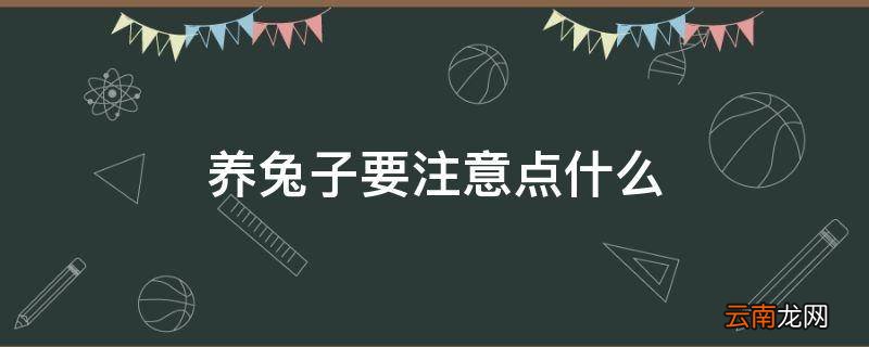 养兔子要注意点什么