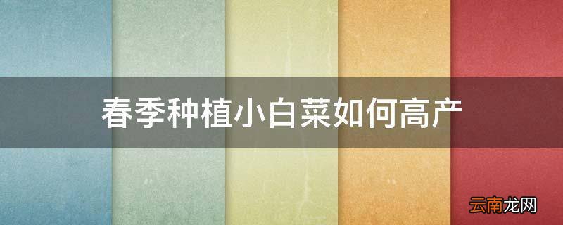 春季种植小白菜如何高产