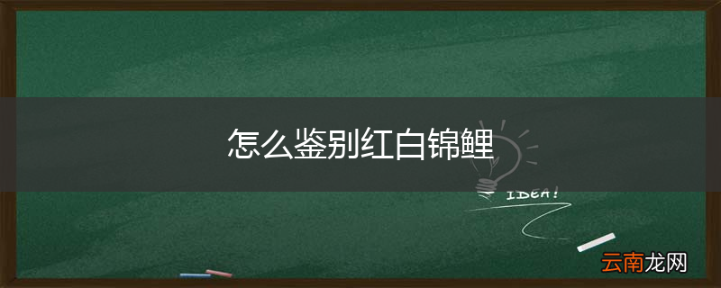 怎么鉴别红白锦鲤
