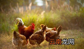 运输鸡肉怎么保鲜 鸡肉怎么储存才保鲜