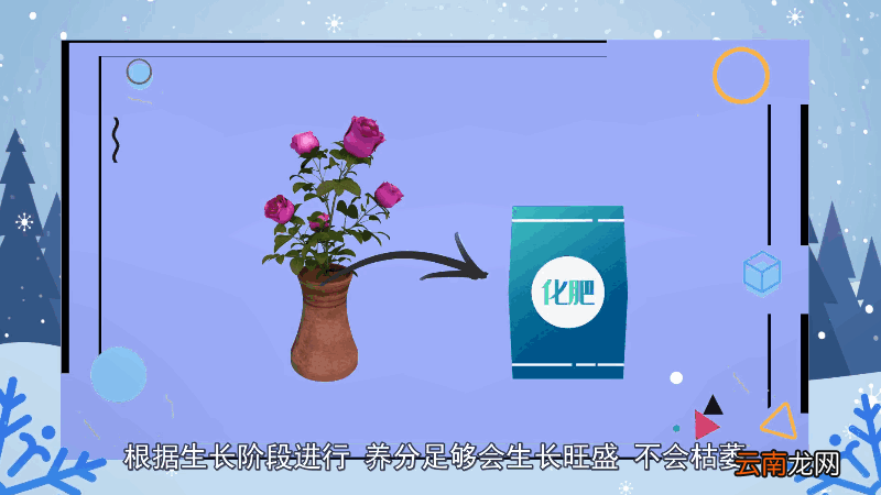 玫瑰花怎么养才不会枯萎 玫瑰花如何养才不会枯萎