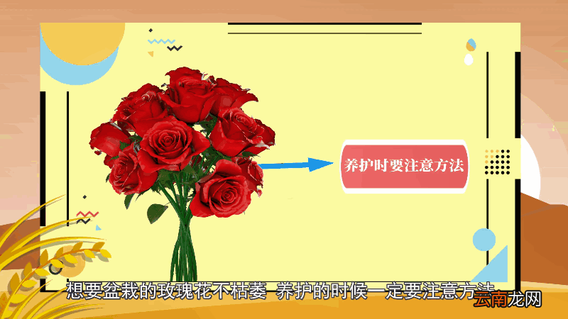 玫瑰花怎么养才不会枯萎 玫瑰花如何养才不会枯萎