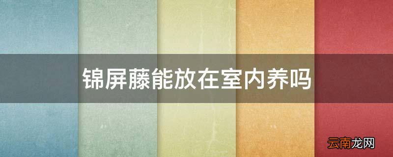 锦屏藤能放在室内养吗