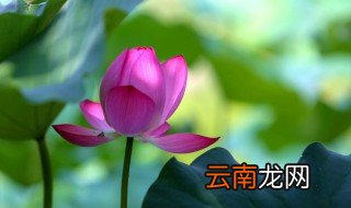 新鲜莲蓬可以生吃吗能不能直接吃 新鲜莲蓬可以生吃吗能直接吃吗