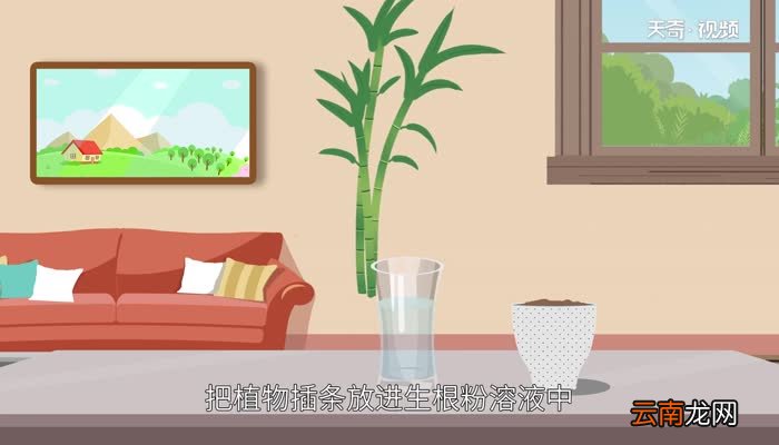 生根粉怎么用 生根粉怎么用效果好