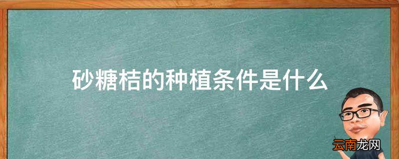 砂糖桔的种植条件是什么