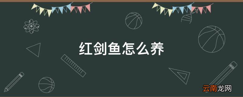 红剑鱼怎么养