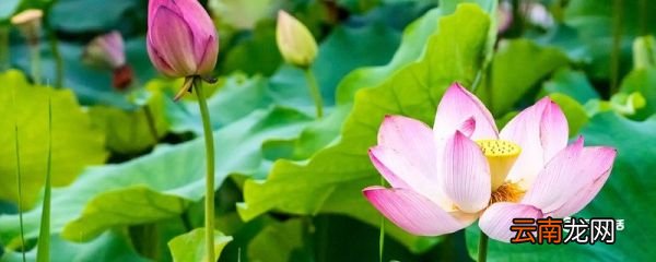 四面荷花三面柳一城山色半城湖写的哪个城市 四面桃花三面柳一城山色半城湖写哪里