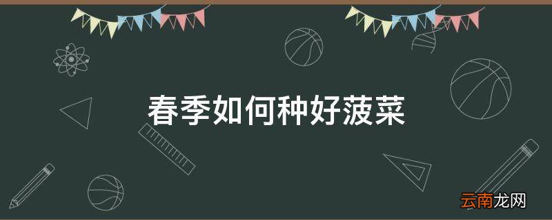 春季如何种好菠菜