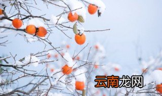 家里院外门两边能栽柿子吗 柿子可以栽在院子里吗