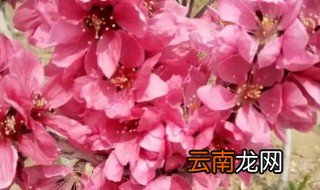 家里好栽桃梅吗 桃梅好养吗