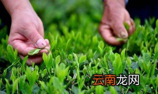 家里好栽茶叶吗 自己在家能种茶叶吗