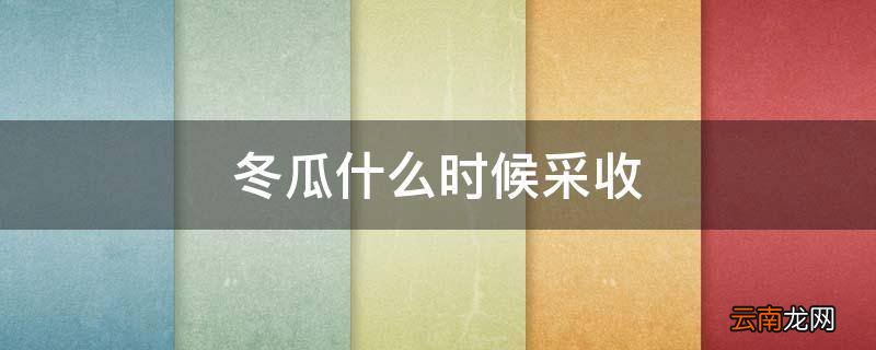 冬瓜什么时候采收