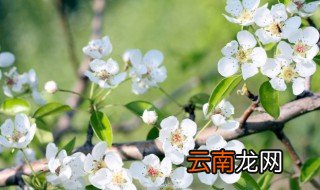 家里面能栽梨树吗 家里不能栽梨树吗