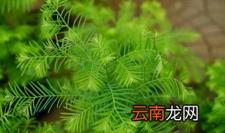 家里院子可以栽水杉吗，水杉树可以种在院子里吗
