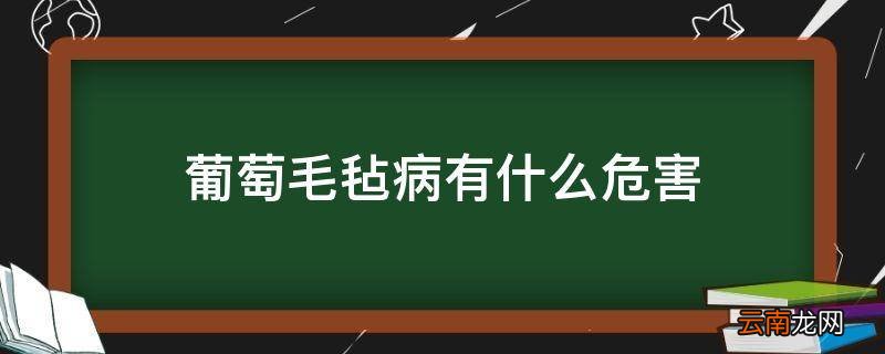 葡萄毛毡病有什么危害